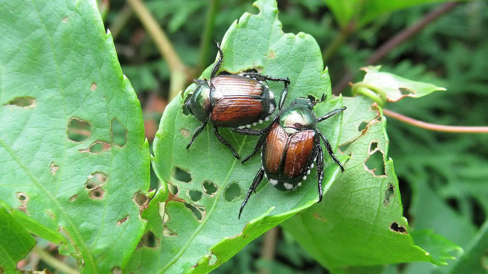 Japanese beetles in North Carolina by Lawn Panther