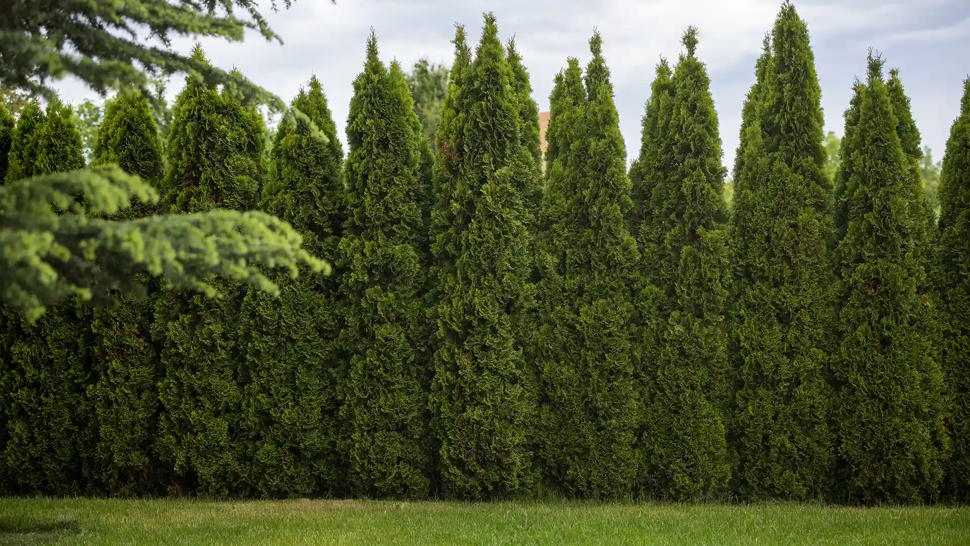 Jolly Green Giant Shrubs in North Carolina by Lawn Panther