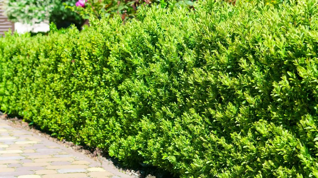 Korean boxwood — a clipped box hedge