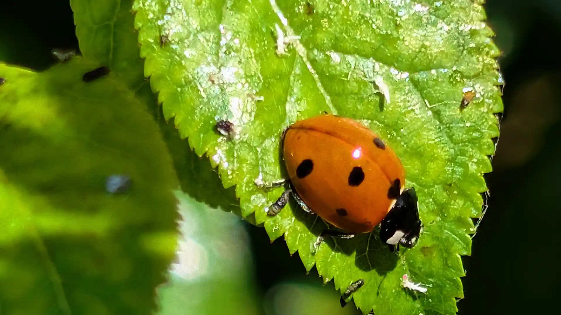 Ladybug eating aphids on a shrub, tree and shrub pest control in Garner, NC