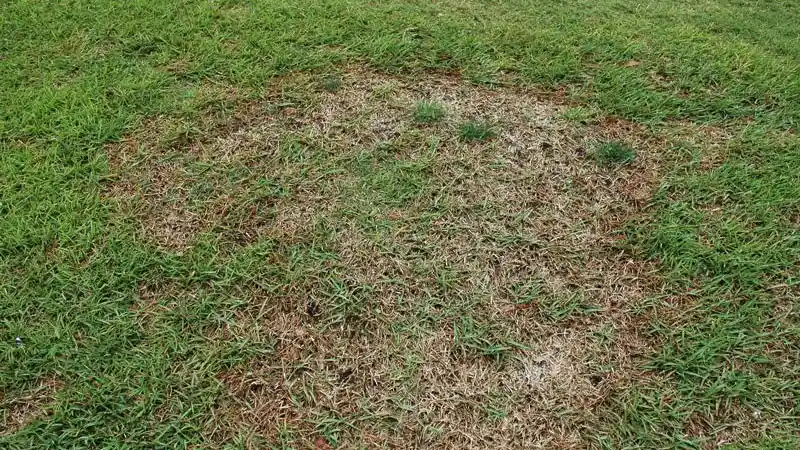 Large patch fungus disease showing up on a lawn in North Carolina