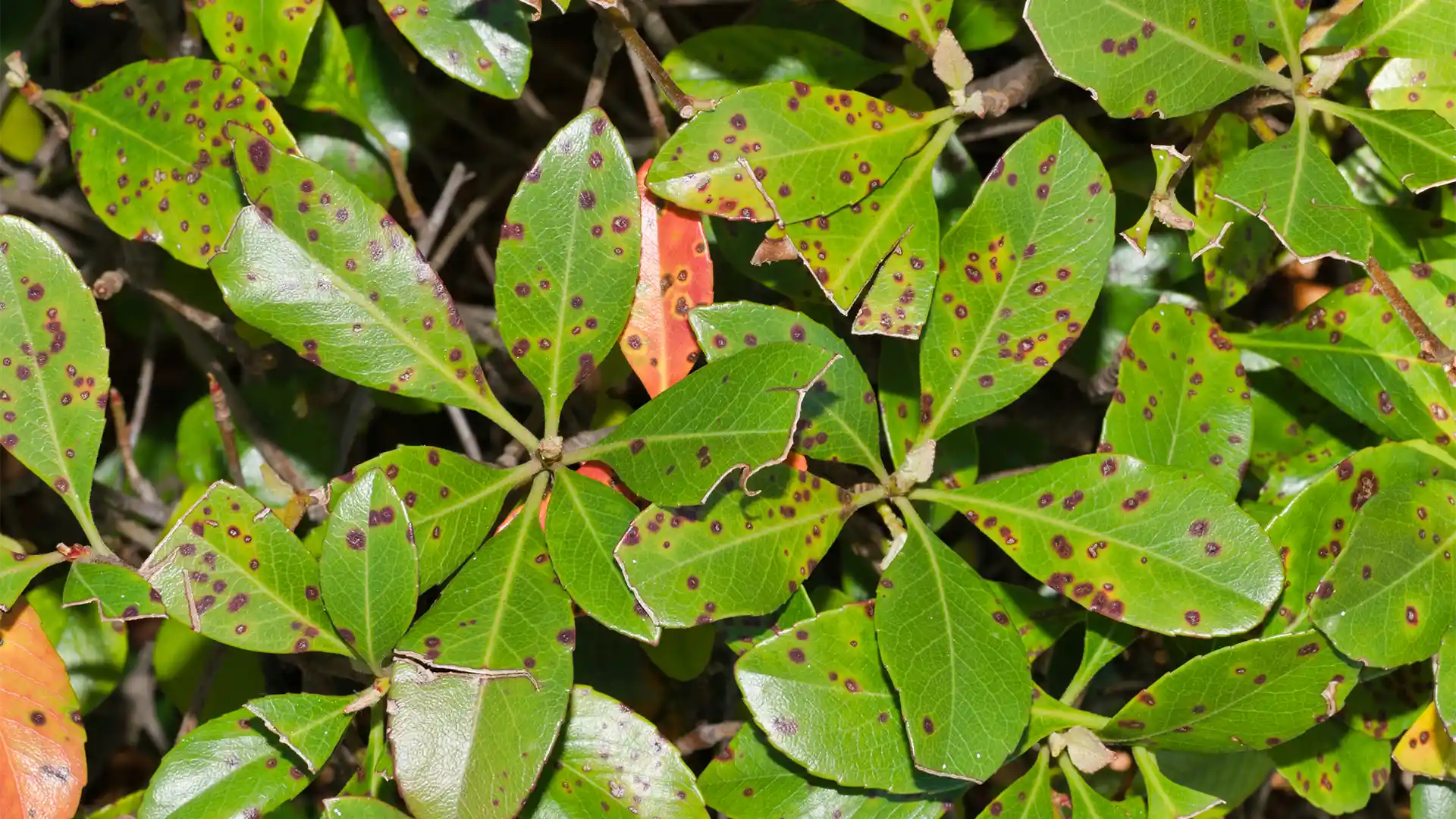 Leaf spot and anthracnose on a hawthorn shrub, treated by Lawn Panther in Holly Springs, NC