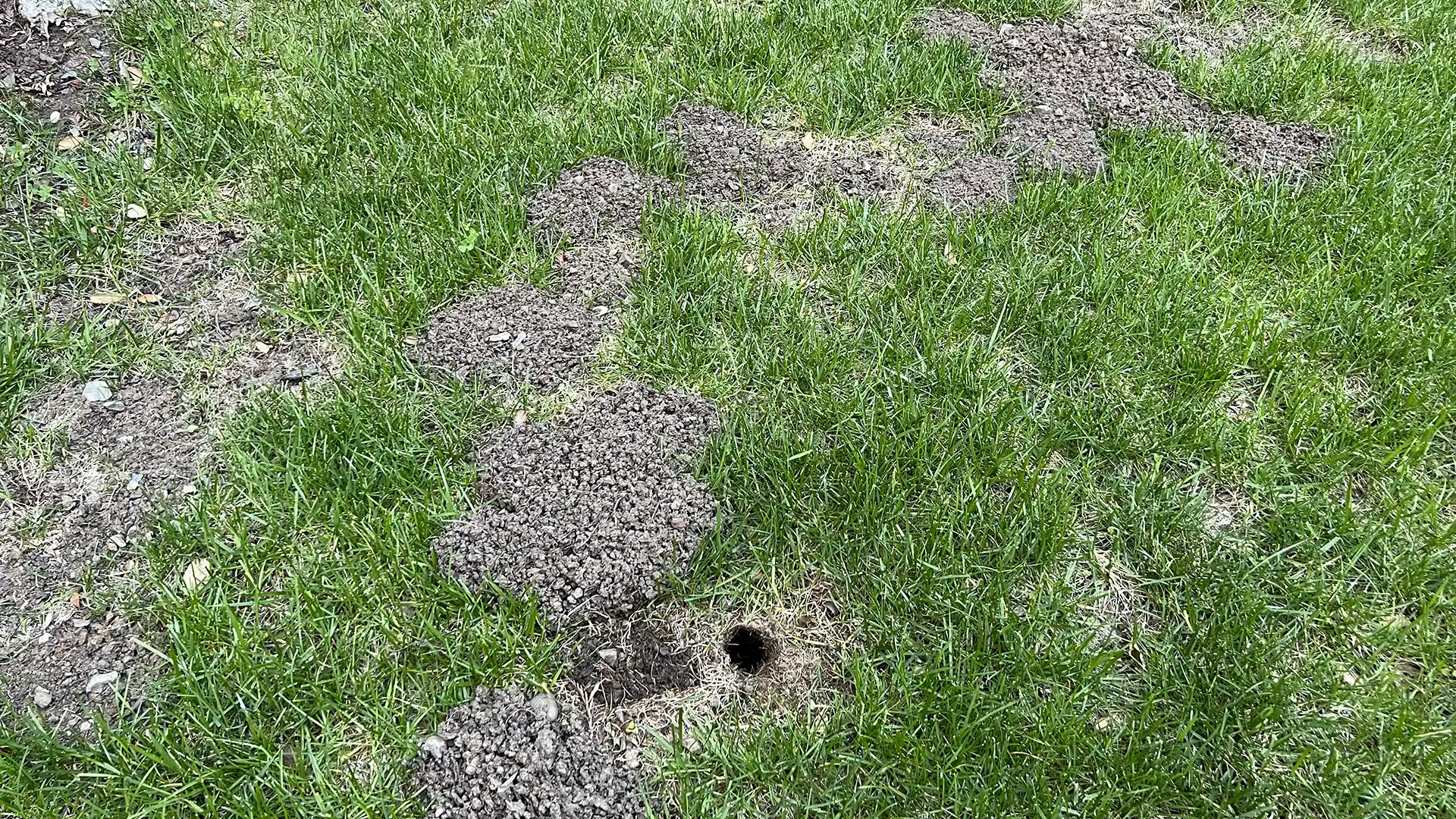 Mold damage in a lawn in Apex NC by Lawn Panther