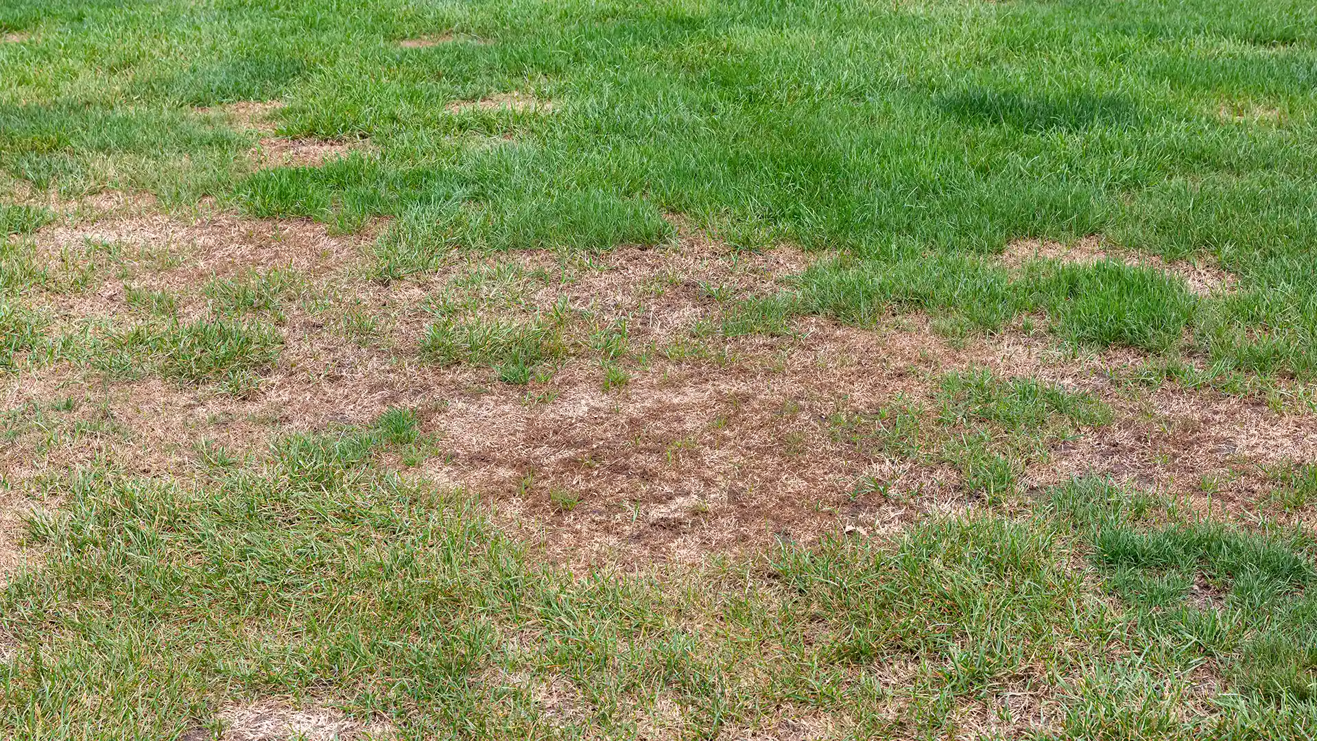 This is what your lawn looks like when grubs are in the lawn, by Lawn Panther
