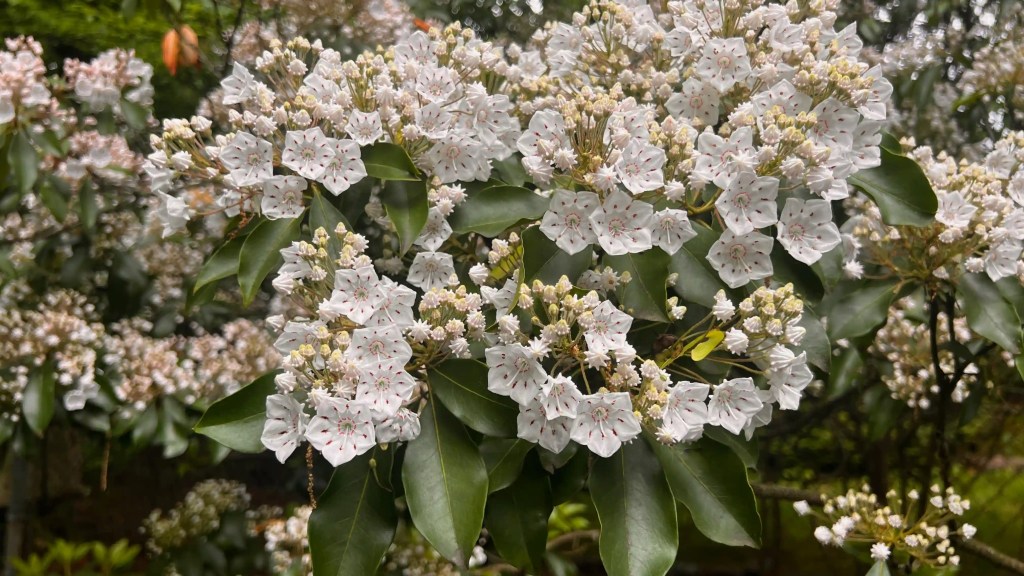Mountain laurel — Kalmia latifolia in bloom