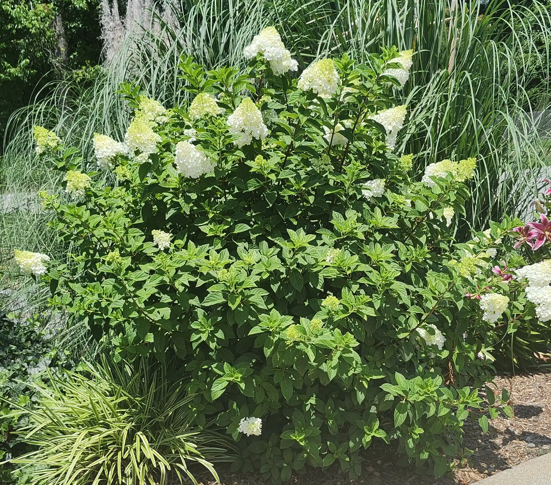 Panicle hydrangea in North Carolina by Lawn Panther