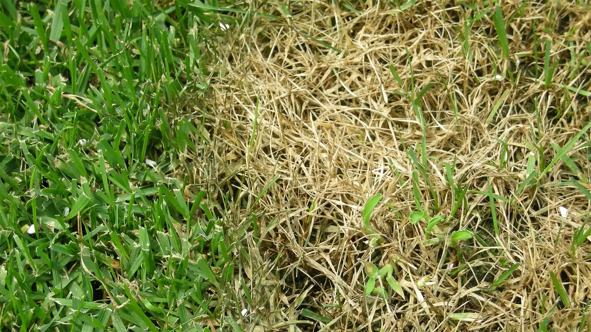 Pythium blight in Fuquay-Varina, NC, treated by Lawn Panther