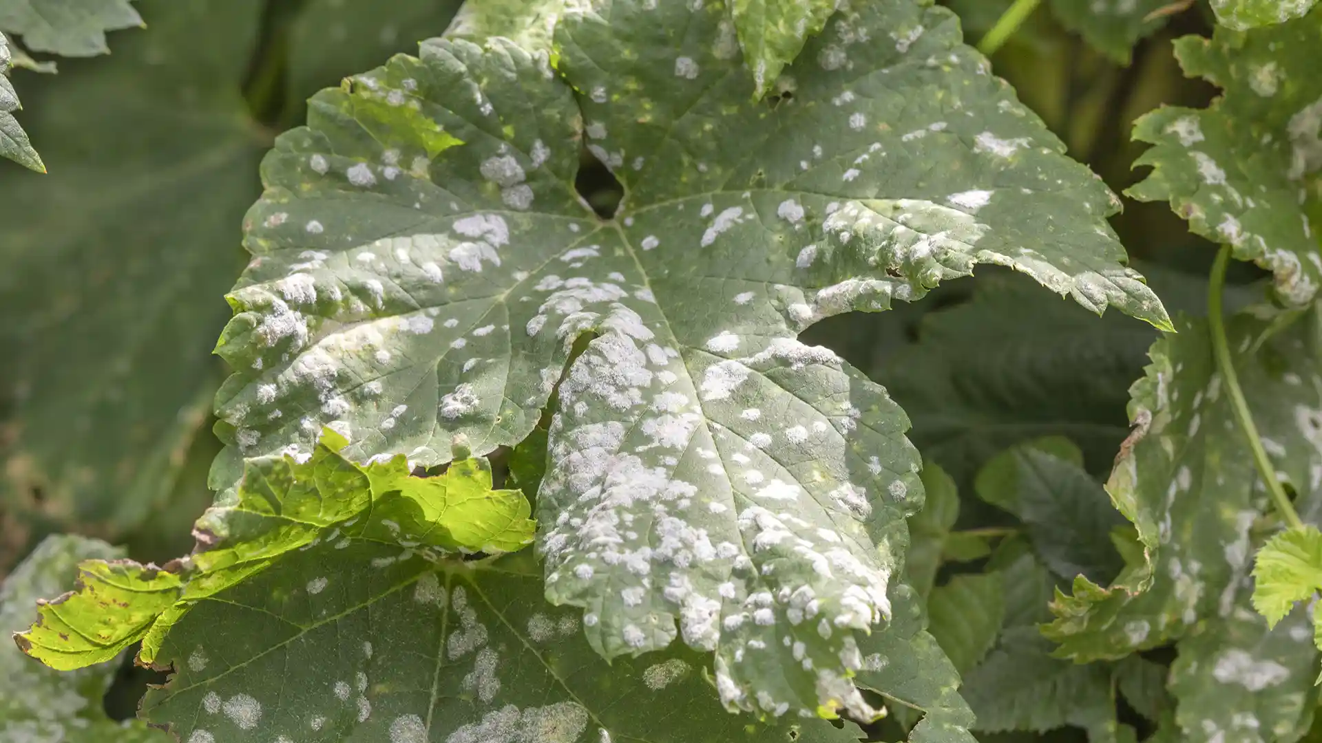 Powdery mildew on a shrub leaf, treated by Lawn Panther in Holly Springs, NC