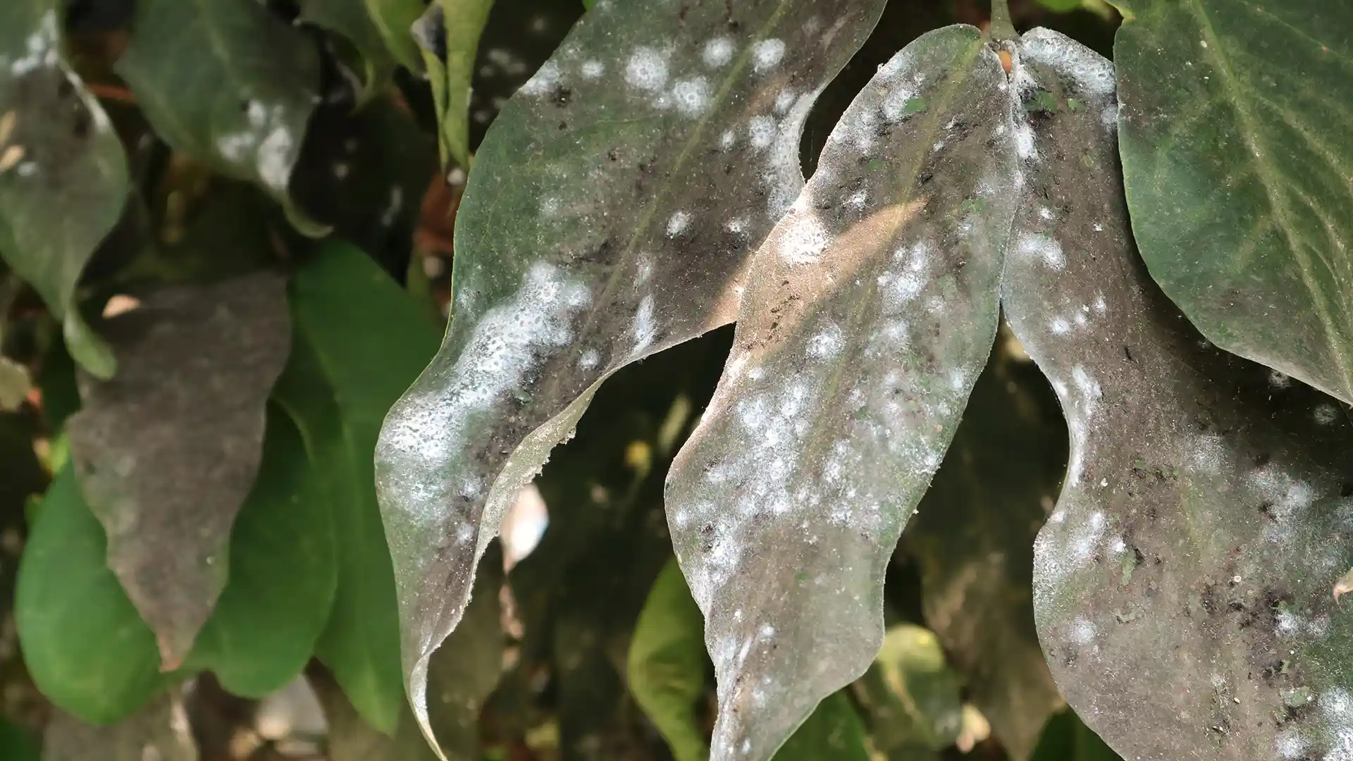 Powdery mildew on a plant in North Carolina by Lawn Panther