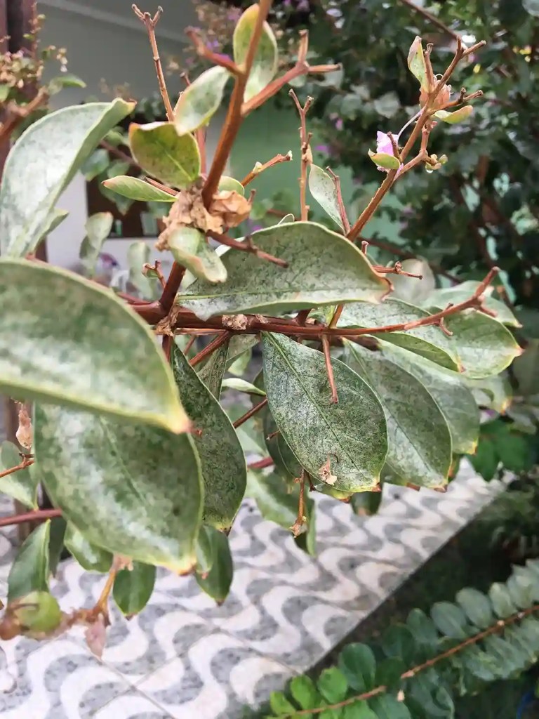 Powdery Mildew on a Crepe Myrtle in North Carolina by Lawn Panther