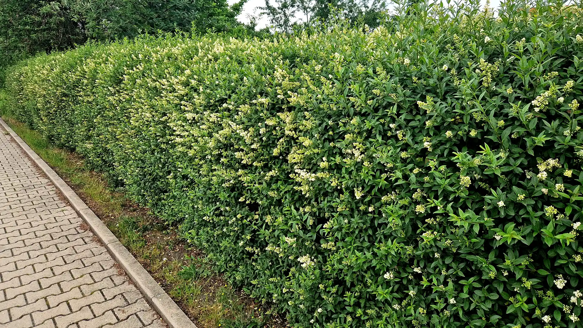 Prove it hedge with white flowers in North Carolina by Lawn Panther
