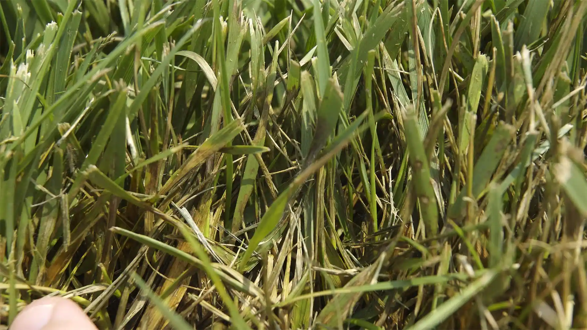 Pythium blight