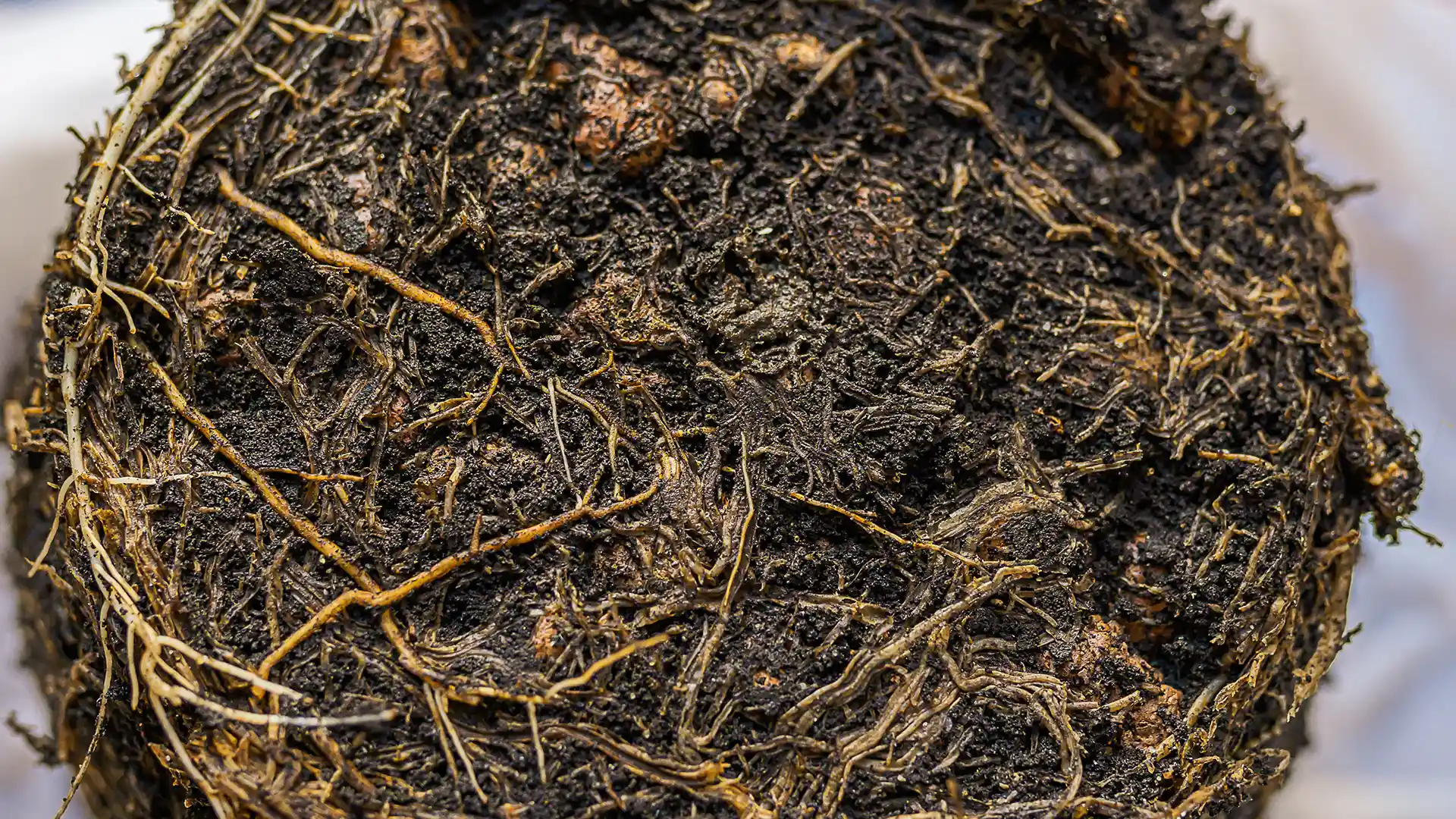 Root rot