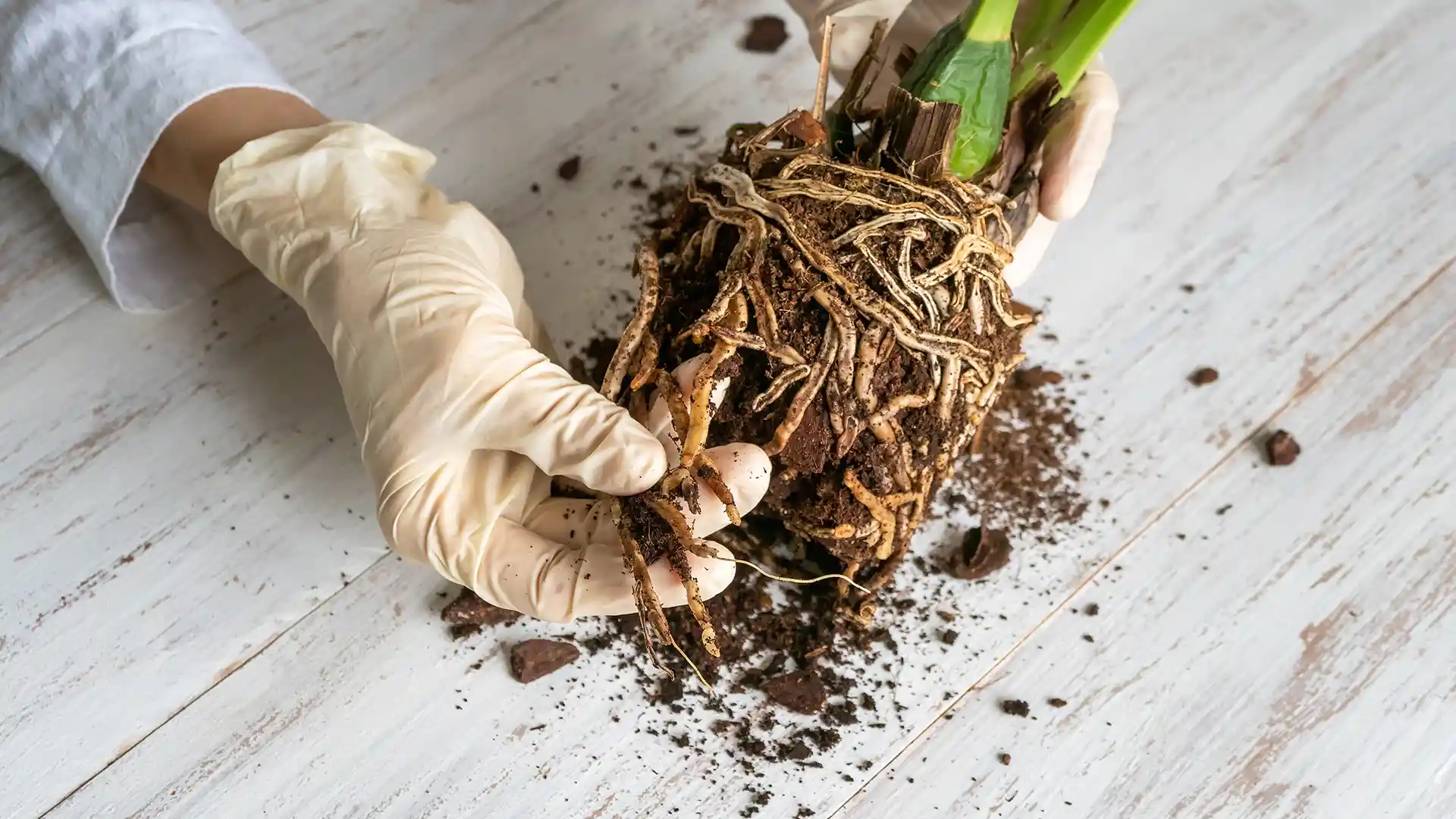 Root rot on trees and shrubs, treated by Lawn Panther in Holly Springs, NC