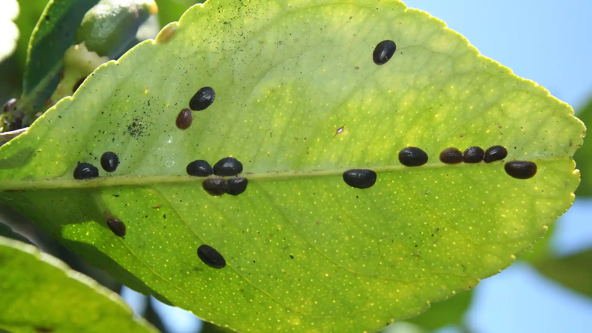 Scale insects and mealybugs on a shrub leaf, treated by Lawn Panther in Holly Springs, NC