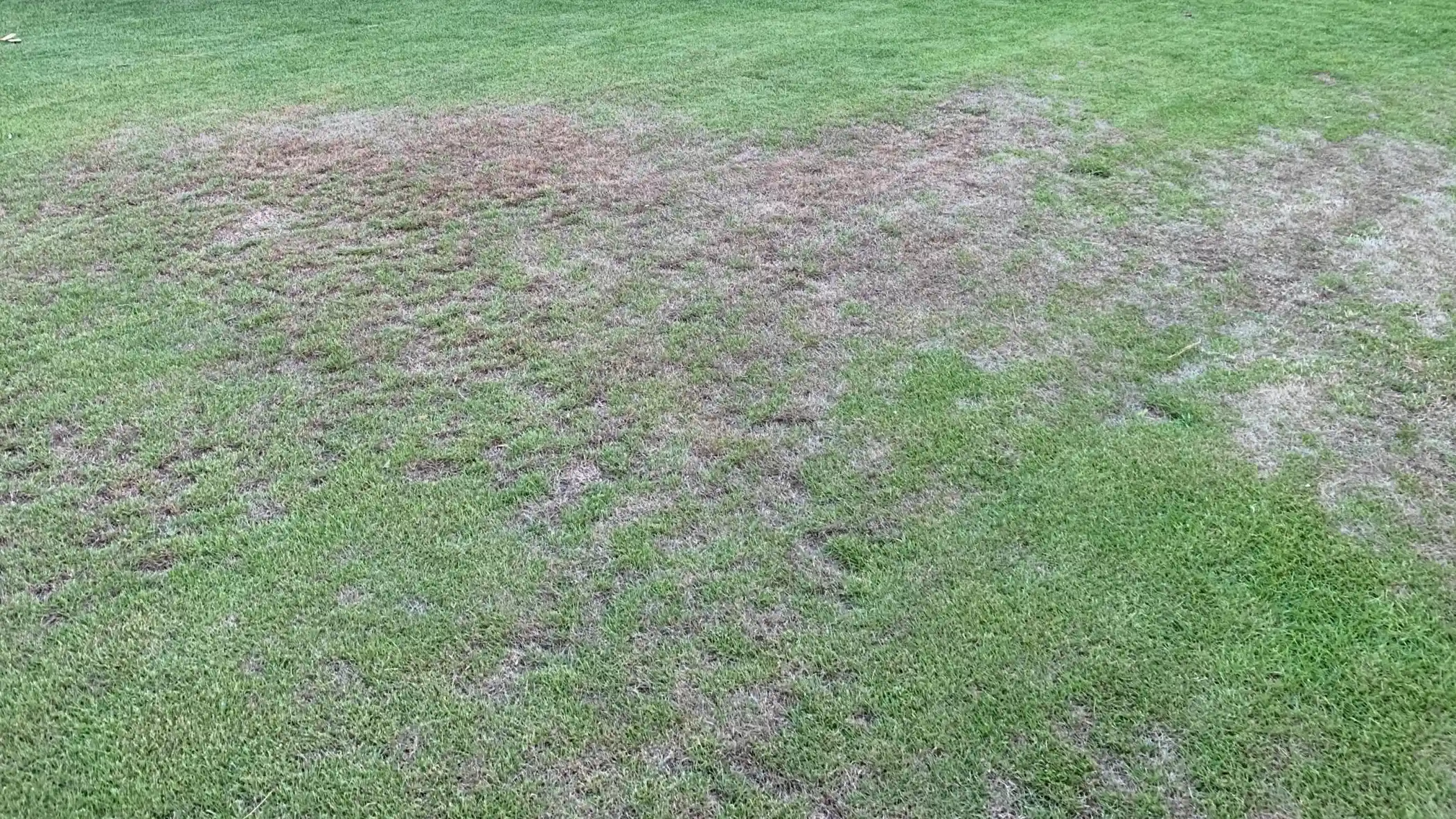 Turf damage by Sod Web Worms in North Carolina by Lawn Panther