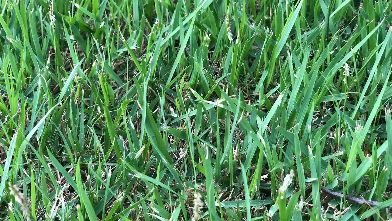 Assad web Worm damage to grass blades in North Carolina by Lawn Panther