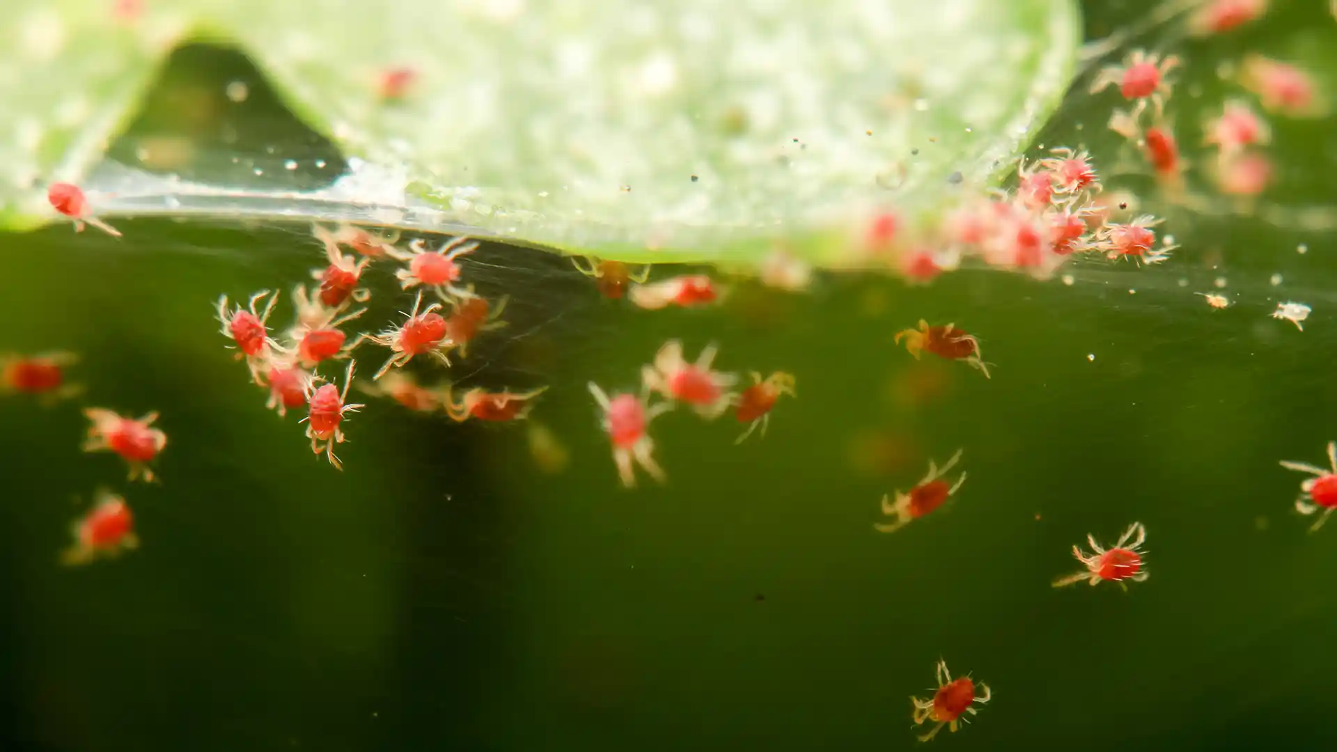 Spider mites on a leaf macro shot in North Carolina by Lawn Panther