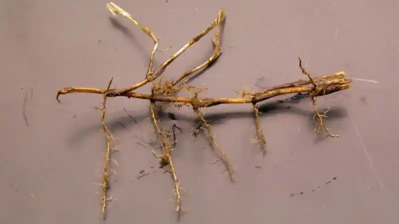 Spring dead spot crown in Bermuda North Carolina by lawn Panther