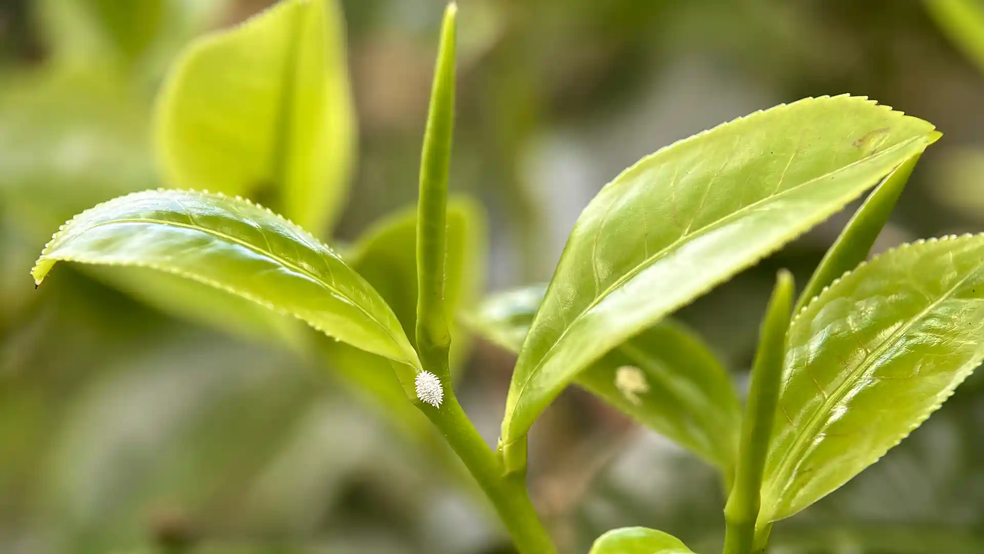 Insects on a Camellia plant in North Carolina by Lawn Panther