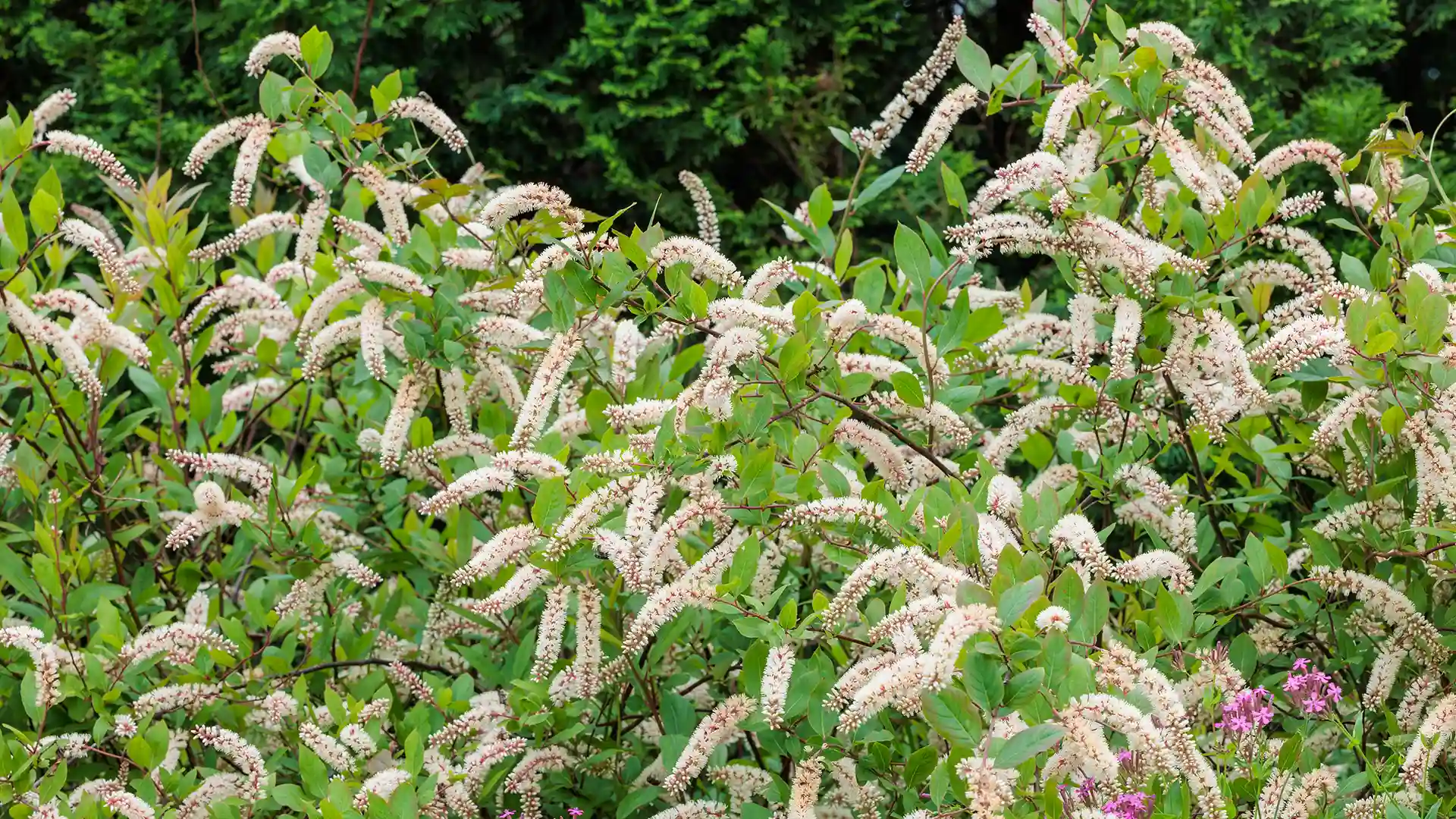 Virginia sweetspire — Itea virginica with the arching white spikes