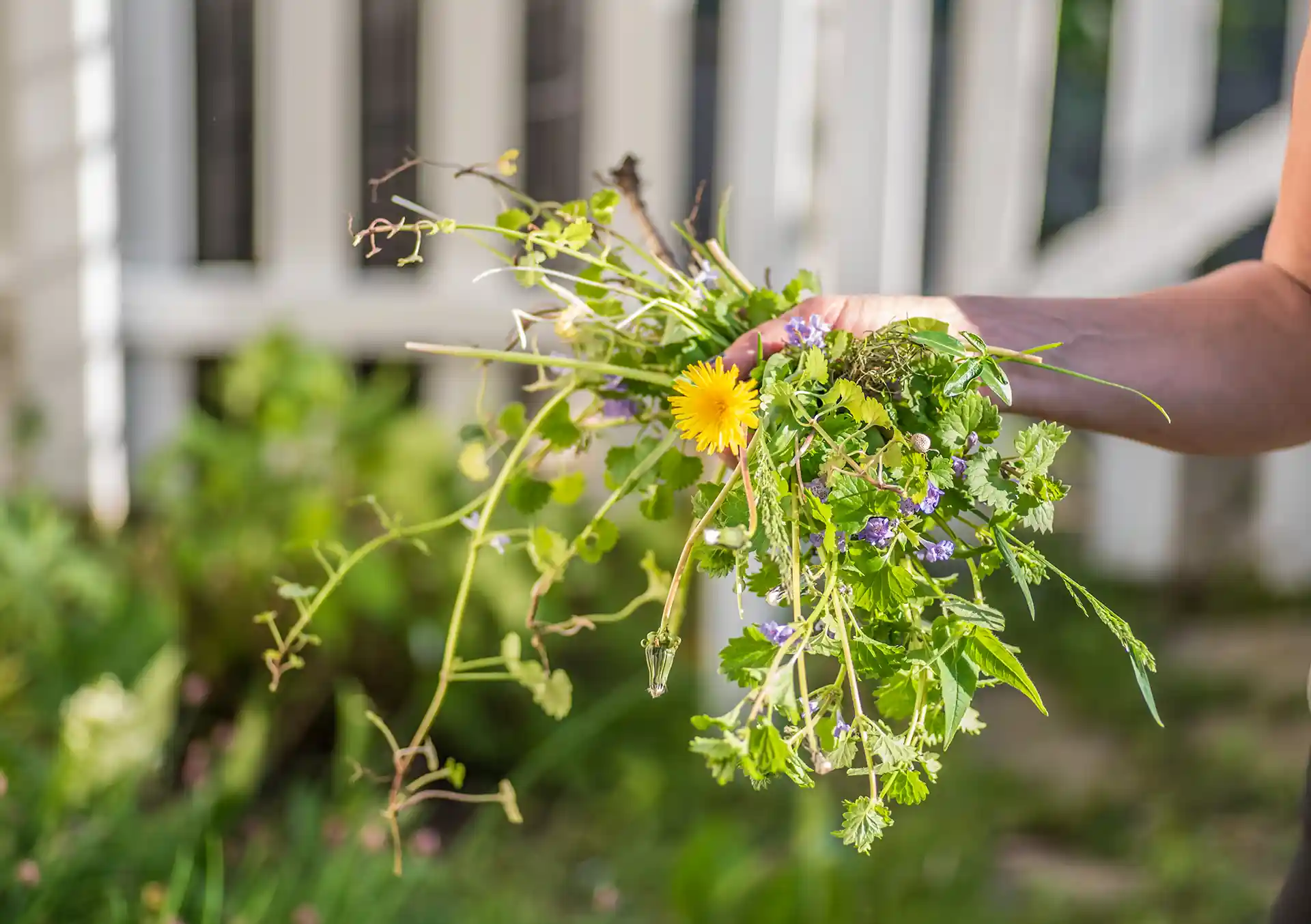 Identifying a weed by hand before treatment in North Carolina