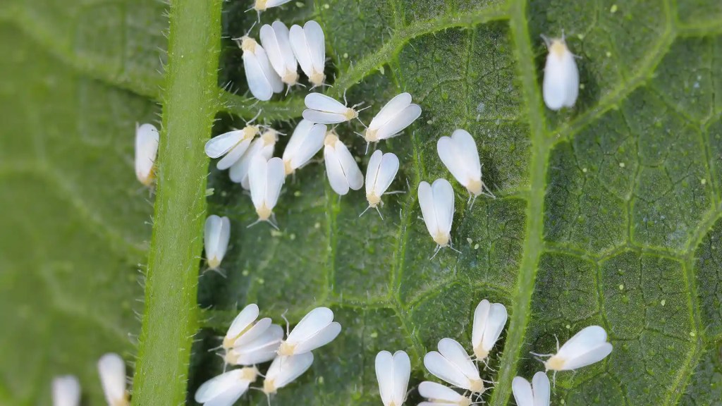 White flies on a shrub infestation in North Carolina by Lawn Panther