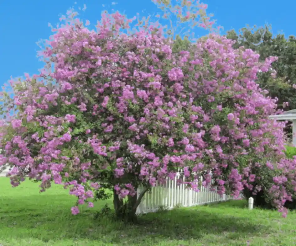 Zuni Crepe Myrtle in North Carolina by Lawn Panther
