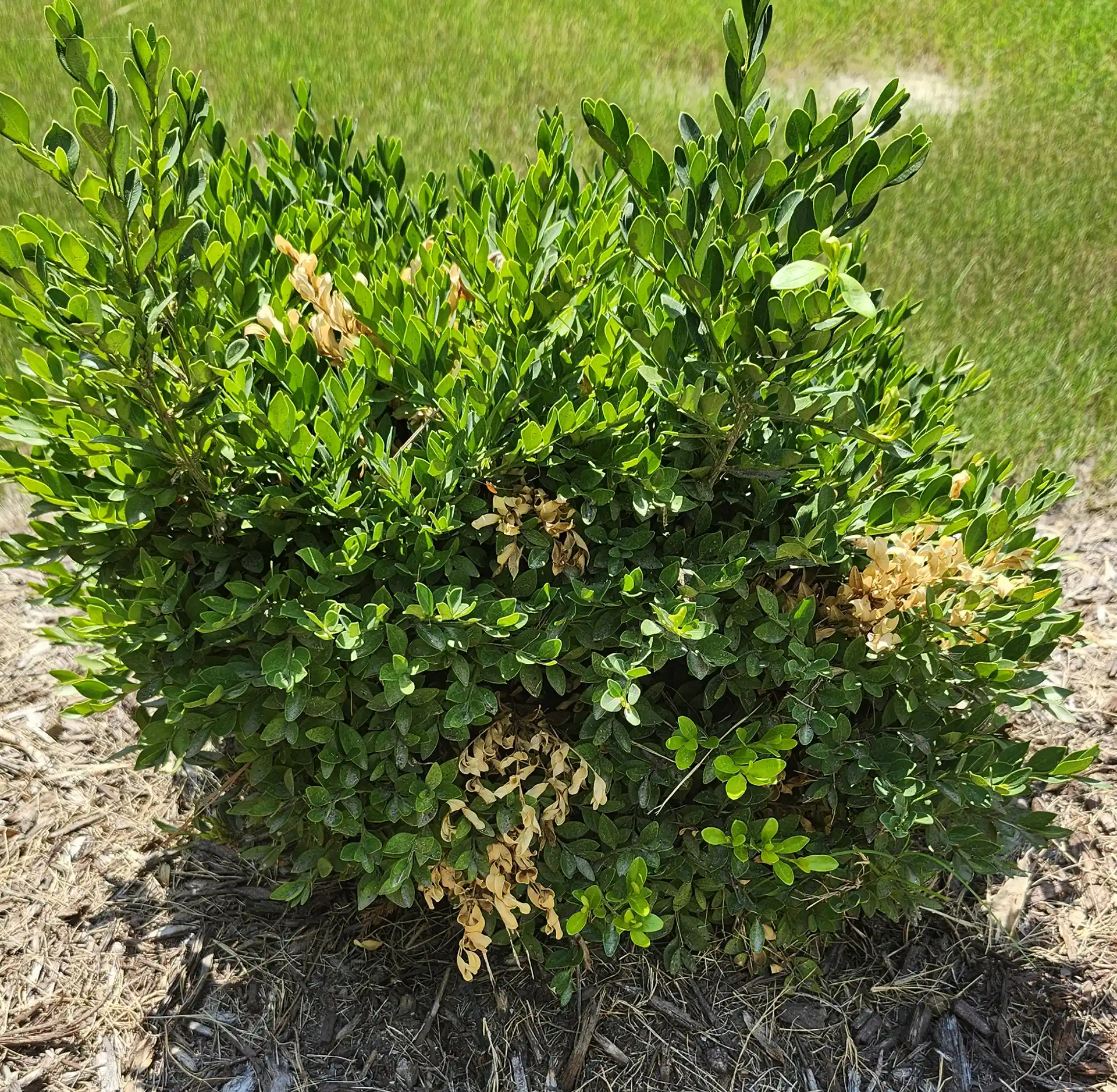 Over watering of a box Created Root rot
