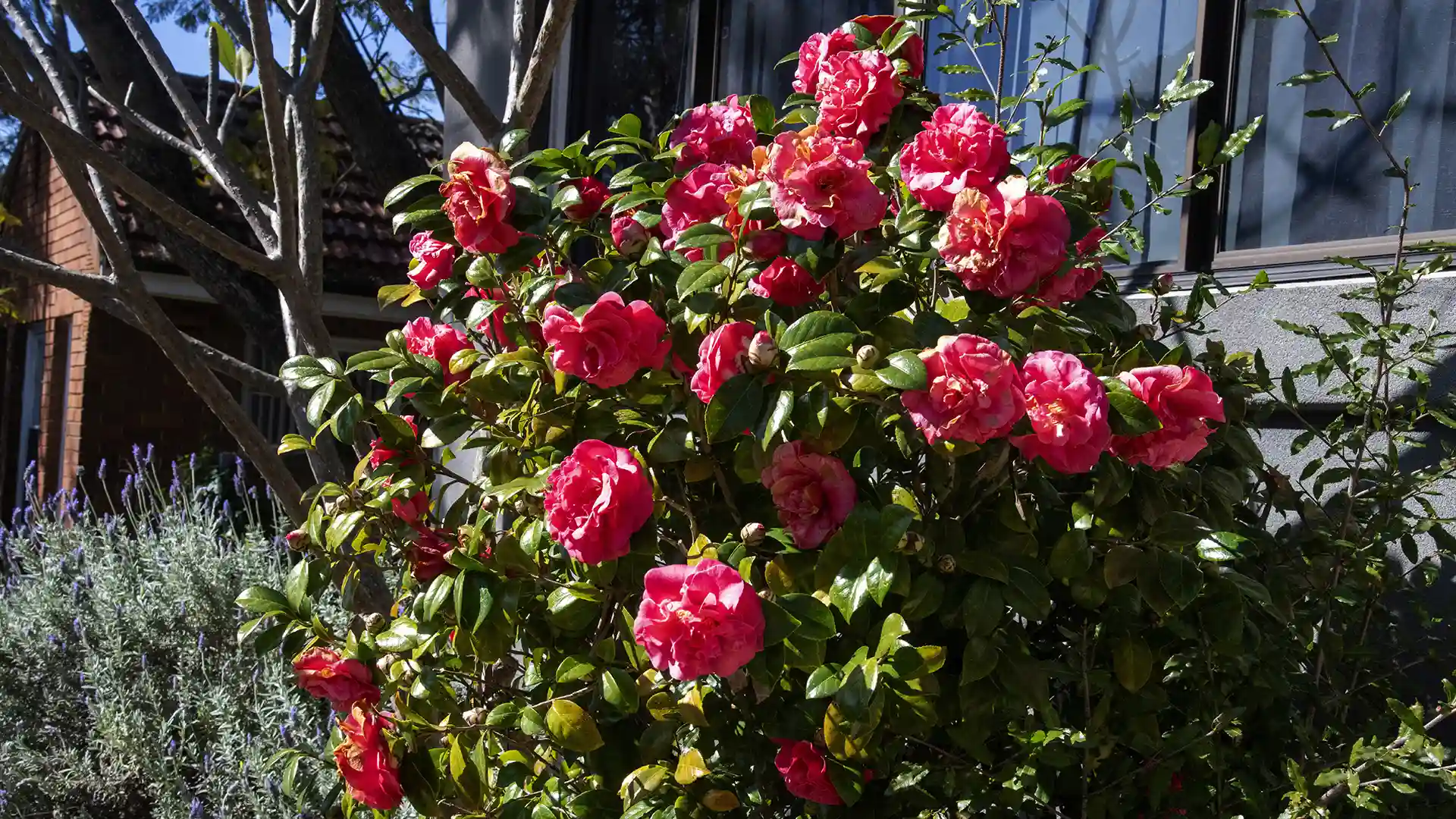 Camellia — full red camellia bush in bloom