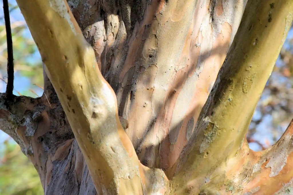 Peeling bark on a crepe myrtle by Lawn Panther in North Carolina