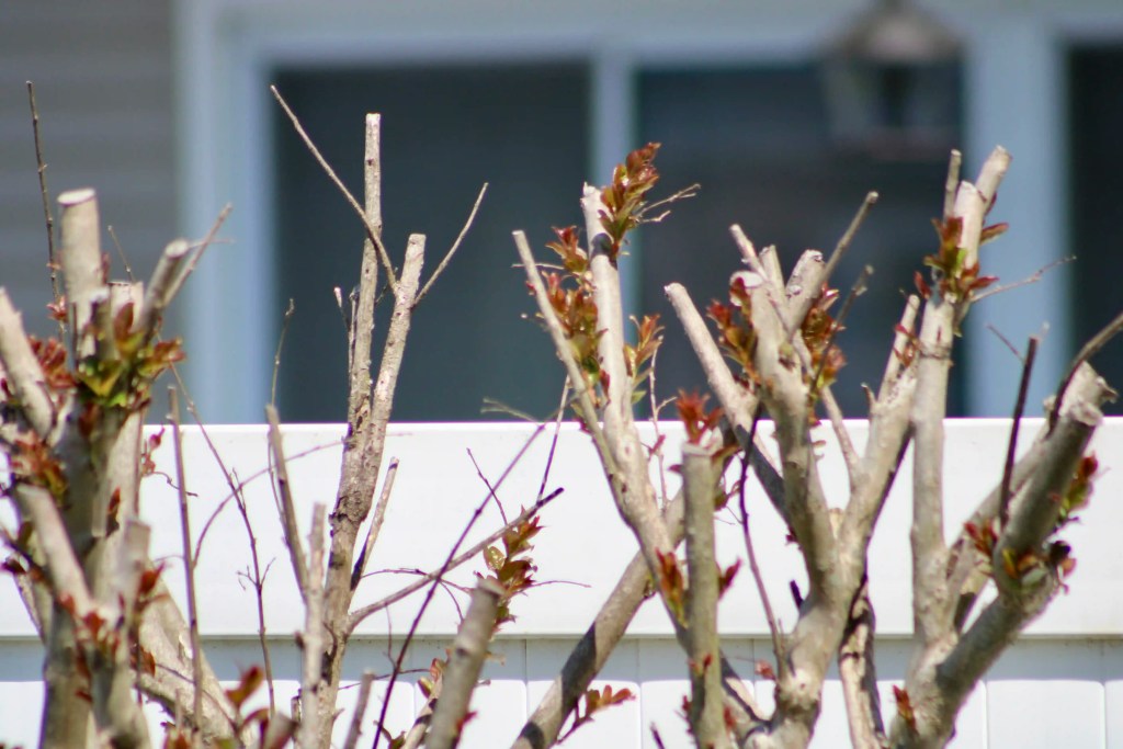 Wrong way to prune a Crepe Myrtle