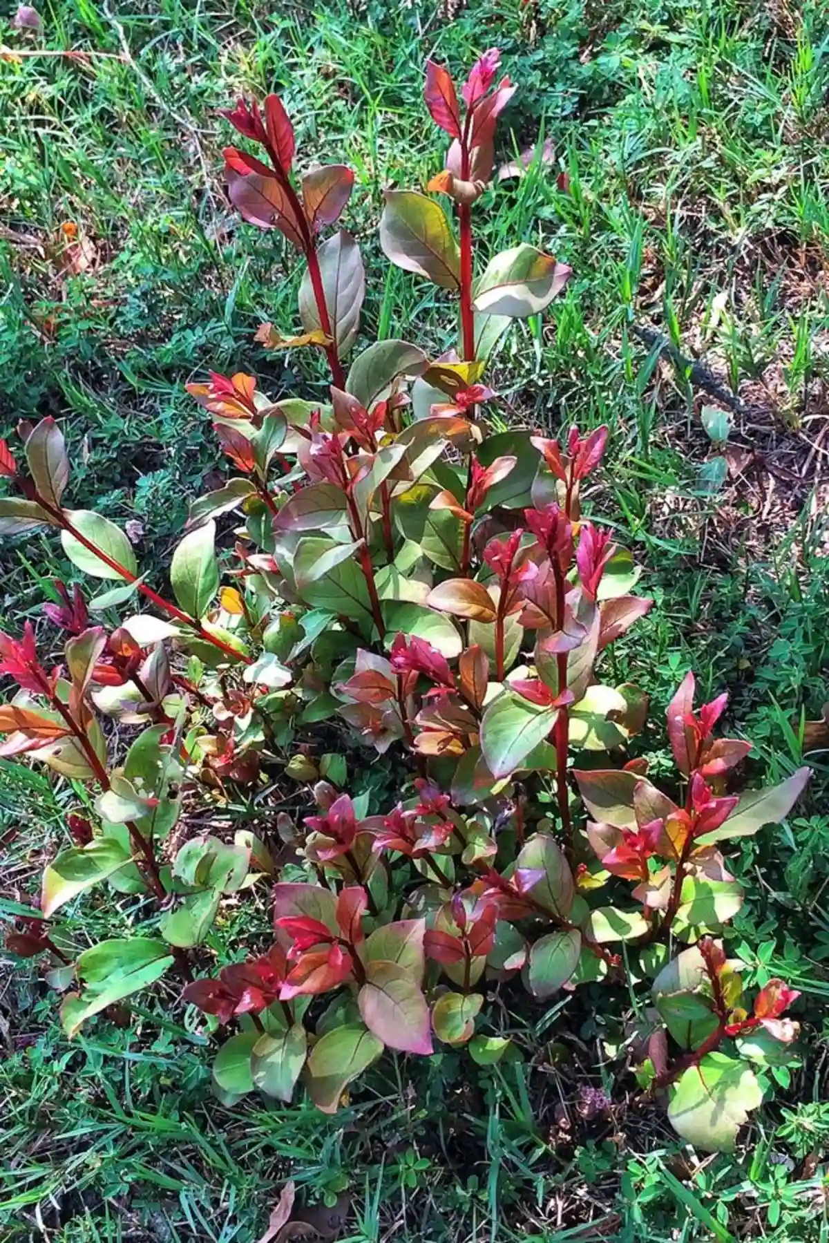 grape Myrtle suckers growing out of the ground in north carolina by lgrape Myrtle suckers growing out of the ground in north carolina by lone Panther