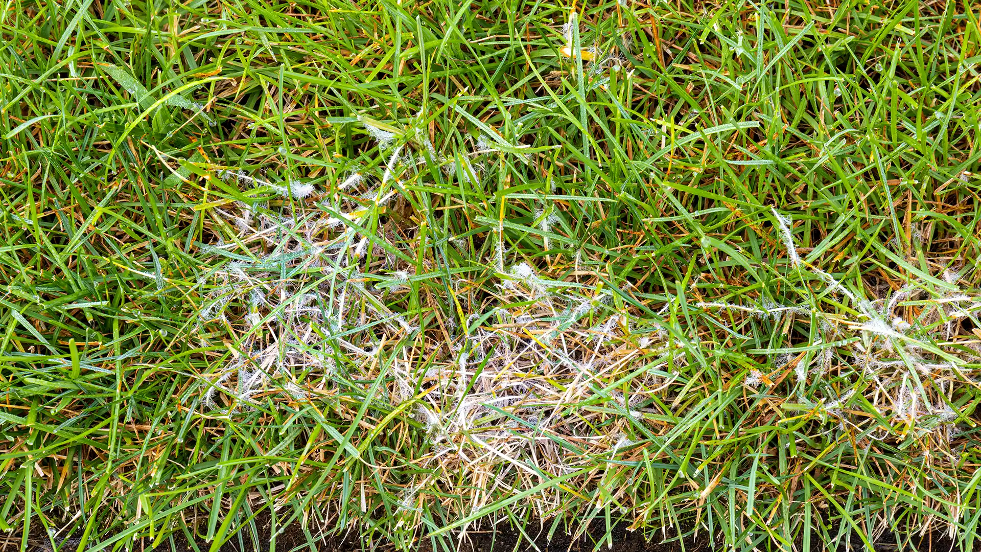 Dollar spot in Fuquay-Varina, NC, treated by Lawn Panther