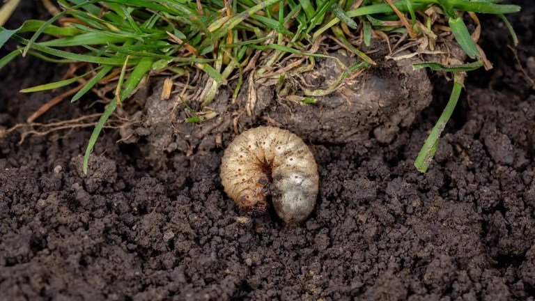 Grub and dirt with grass in North Carolina by Lawn Panther