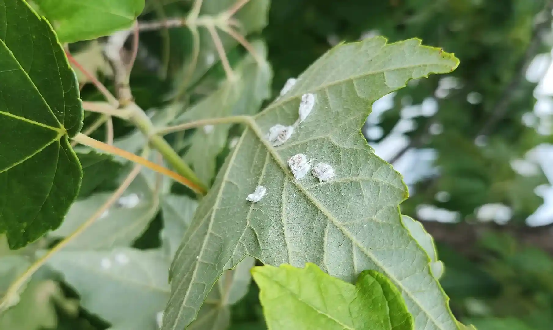 Merely bugs on a tree in Holly Springs NC by Lawn Panther