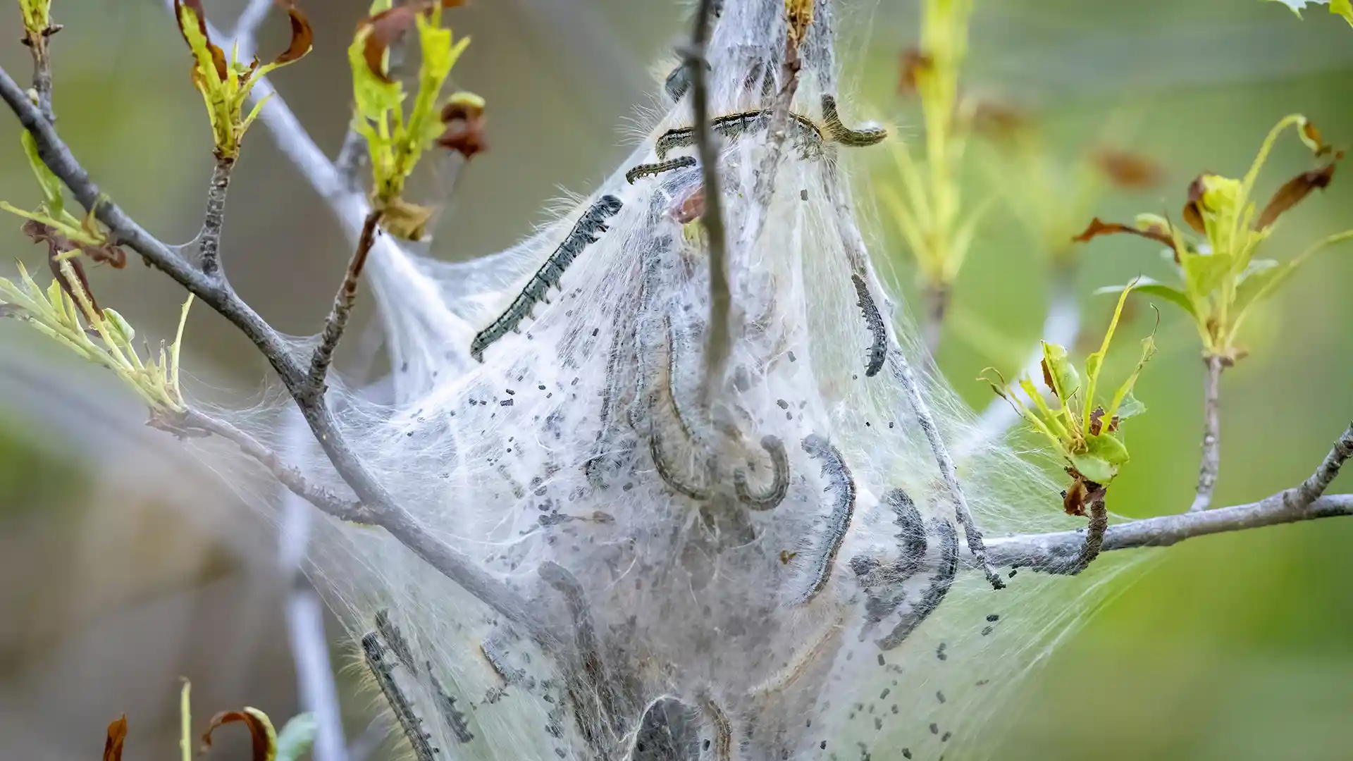 Leaf-chewing caterpillar on a shrub, treated by Lawn Panther in Holly Springs, NC