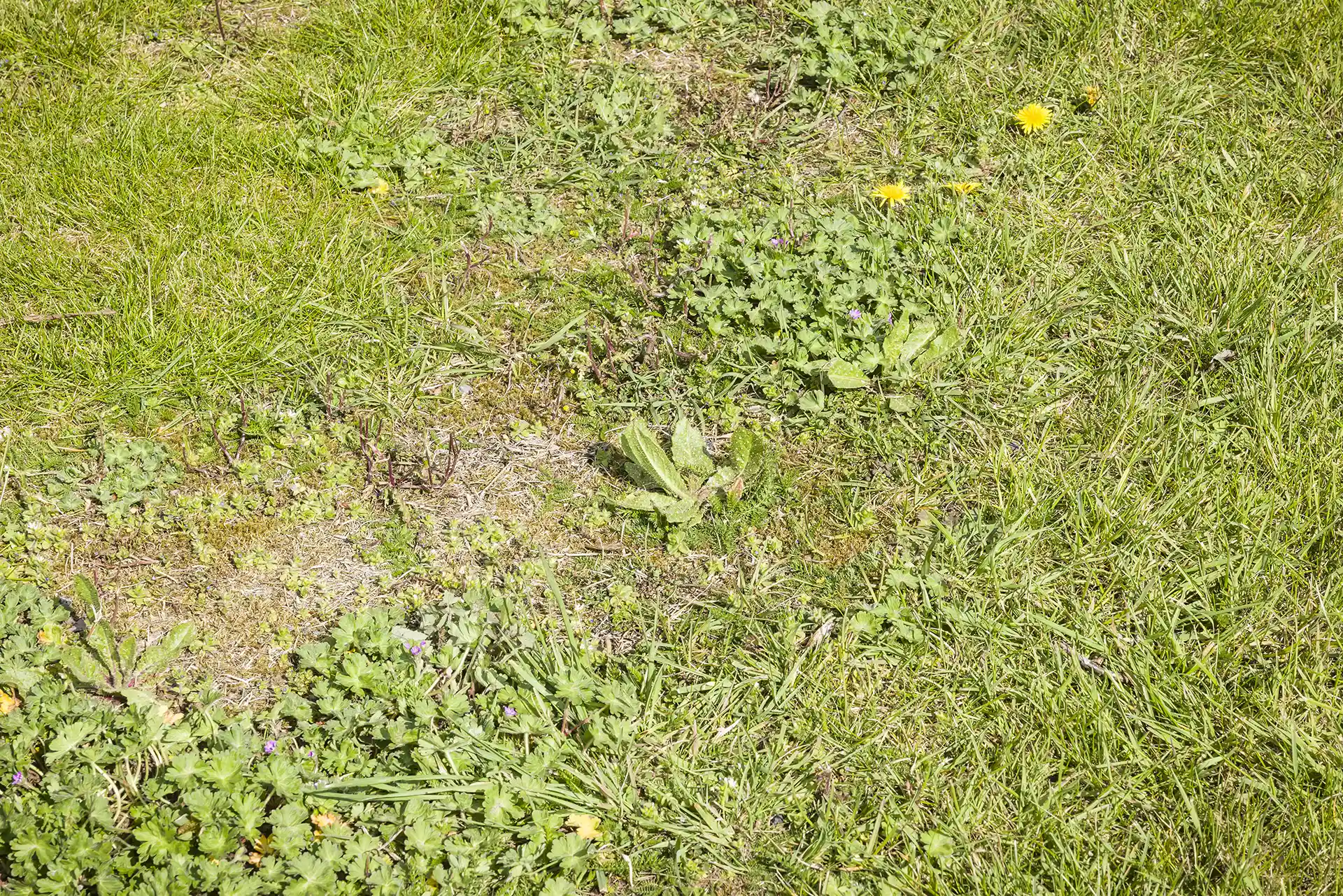 Weeds and lawn north carolina by lawn Panther
