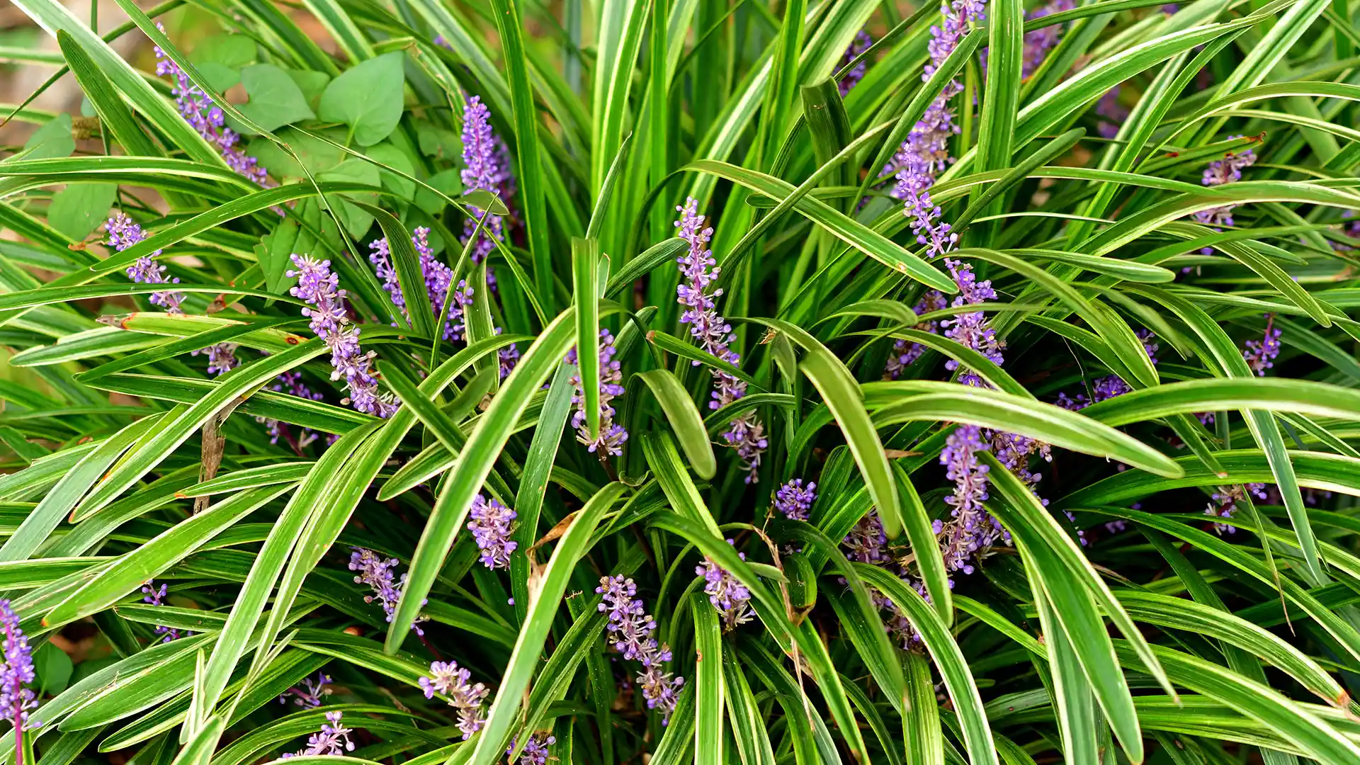 Clumping liriope by Lawn Panther in North Carolina