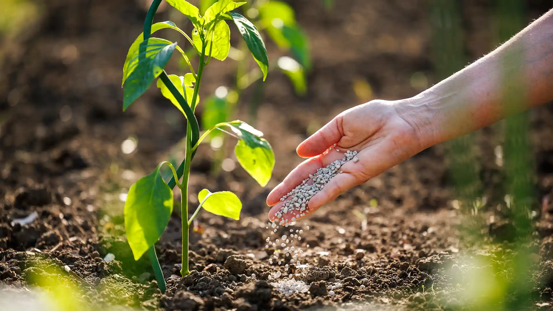 Fertilizing a Plant in North Carolina by Lawn Panther