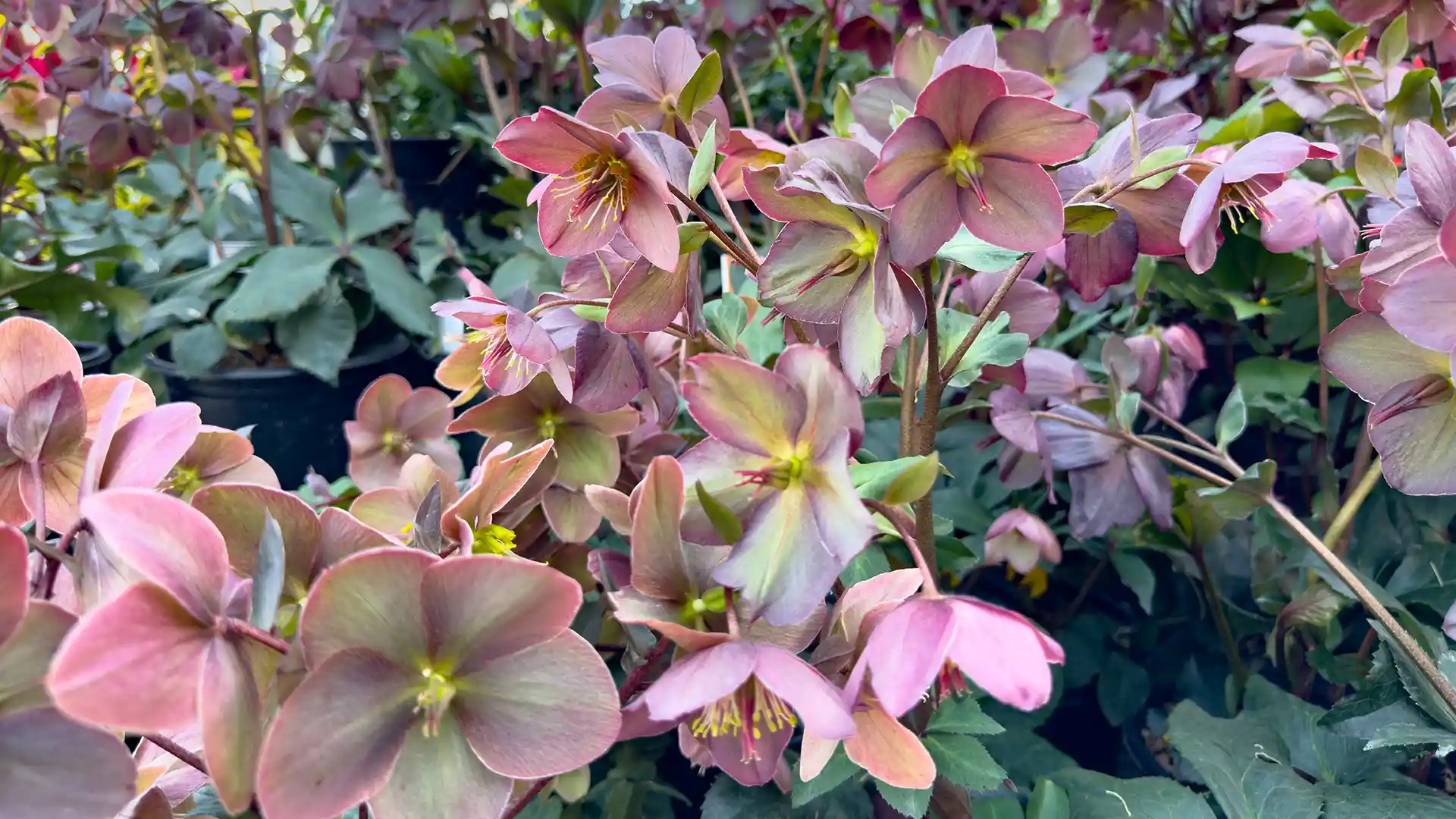 Field of hellebores naturalized as groundcover in North Carolina by Lawn Panther