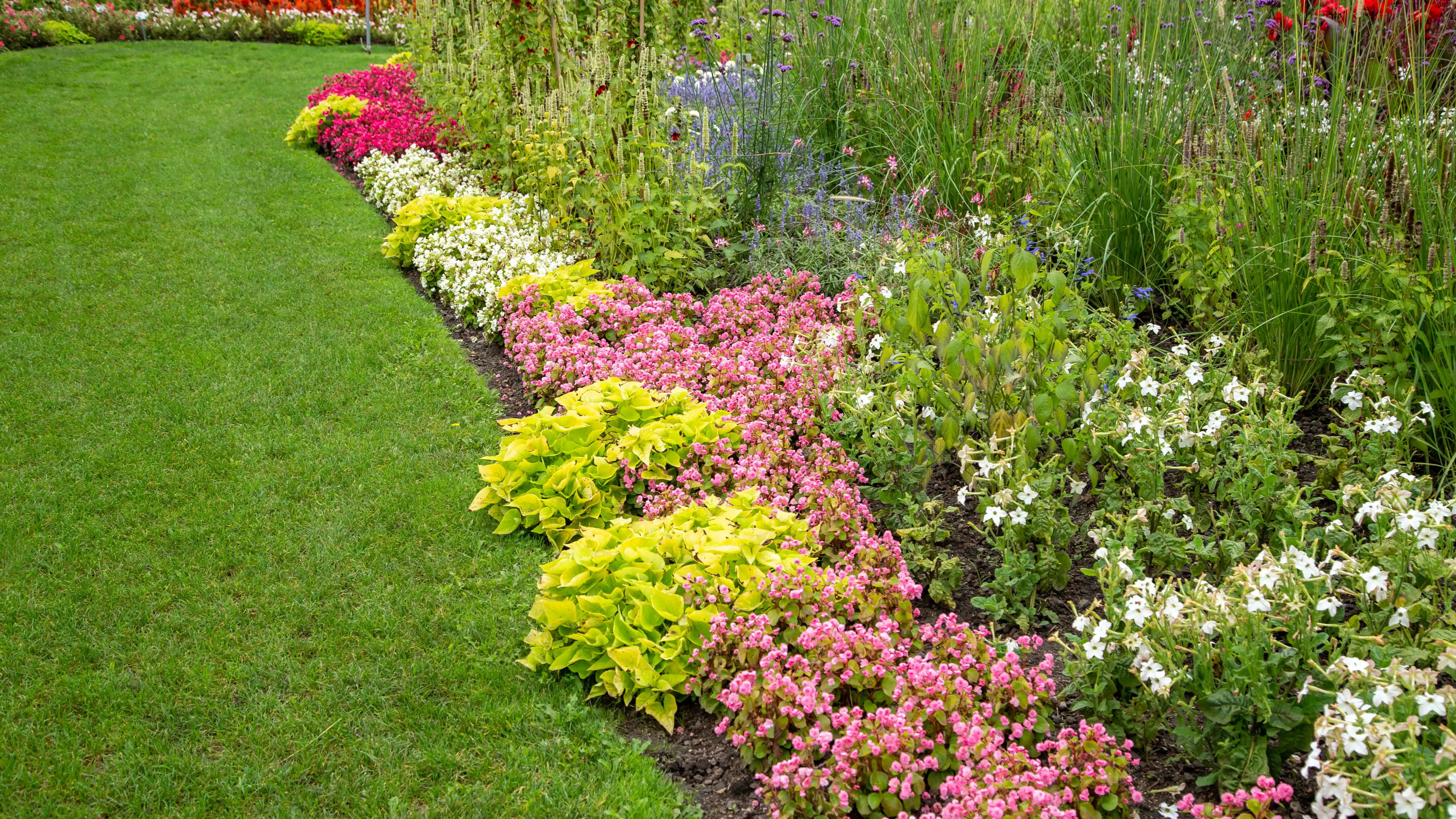 Ground cover plants edging a bed with a nice lawn and mulch in Cary North Carolina by Lawn Panther