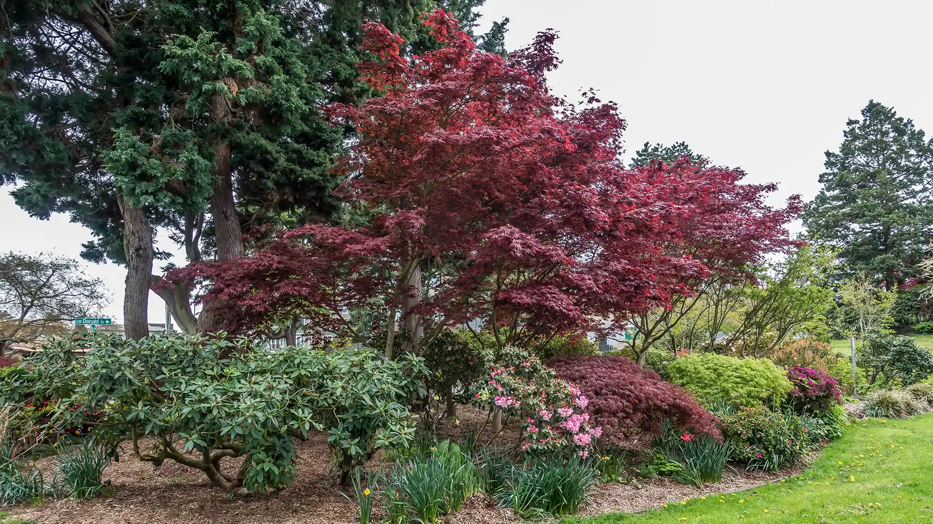 Japanese Maple and flower bed in Holly Springs NC by Lawn Panther