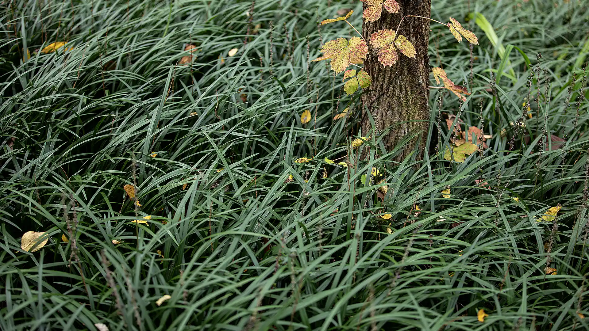 Mondo grass in the bed for ground cover in North Carolina by Lawn Panther