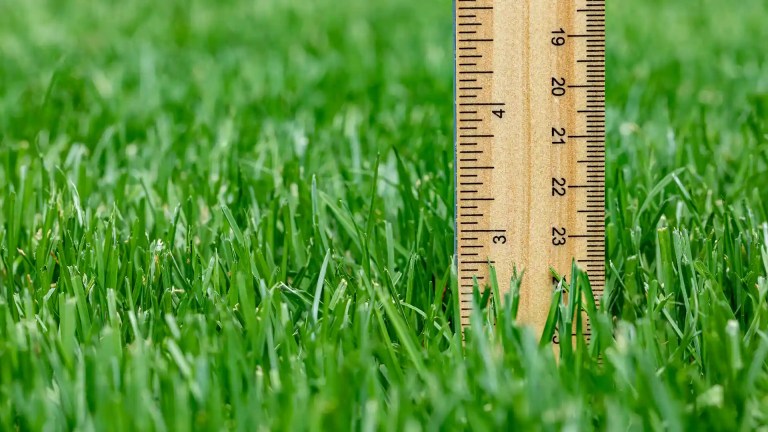 Best mowing height for grass with a ruler in the grass by Lawn Bamber