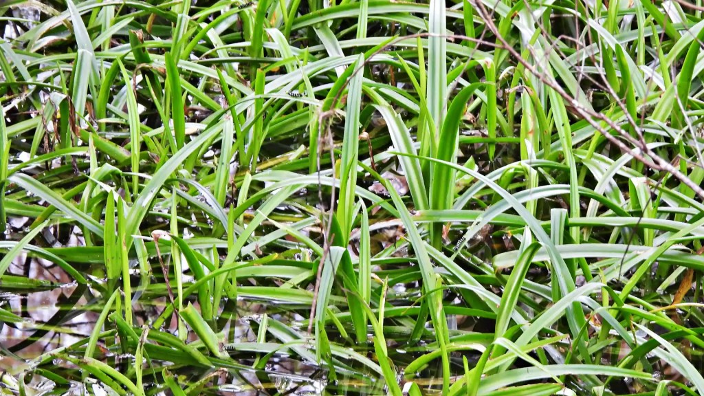 A patch of sedges in a North Carolina lawn by Lawn Panther