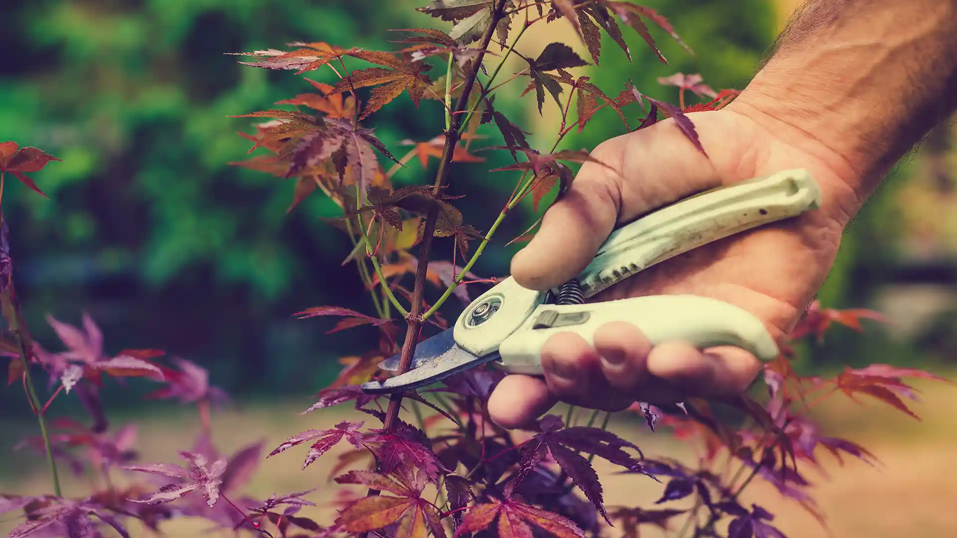 Pruning a Japanese Maple in North Carolina by Lawn Panther