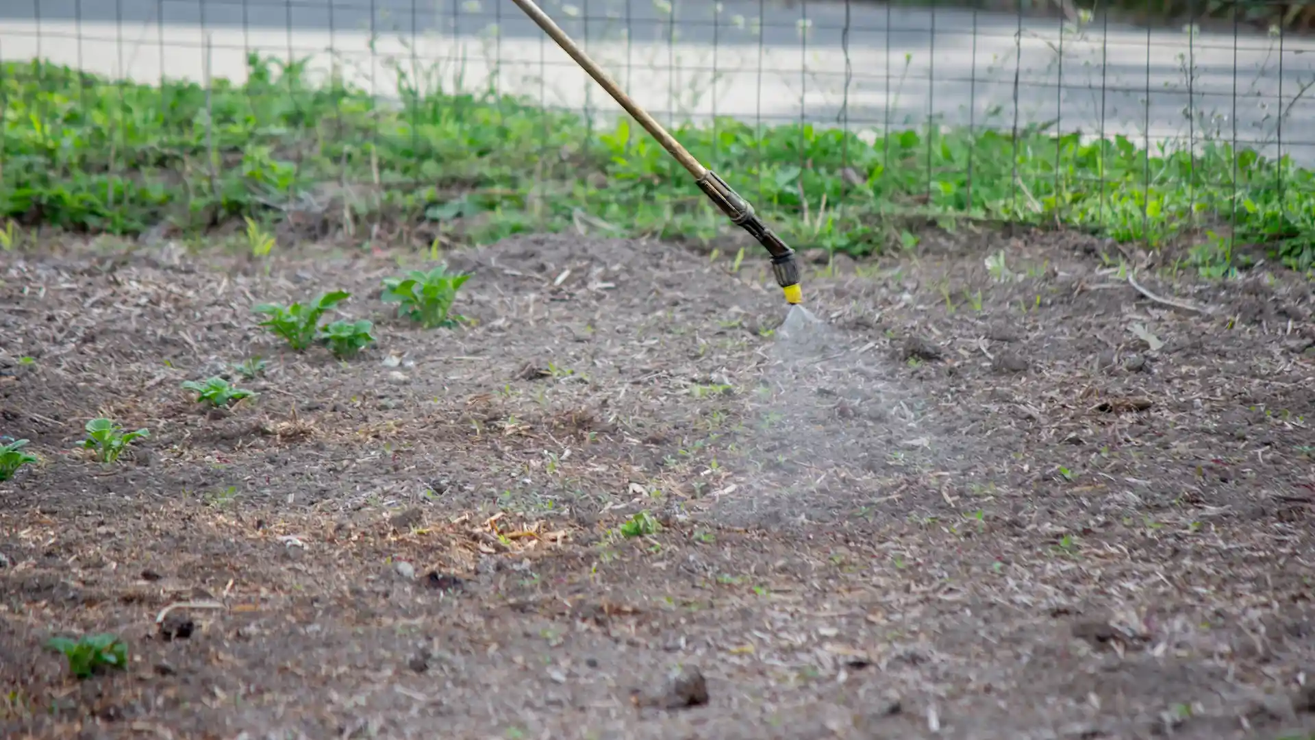 Spray it for weeds in a garden bed before planting in North Carolina by Lawn Panther