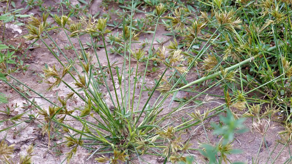 Yellow Nut Sedge plant in North Carolina by Lawn Panther