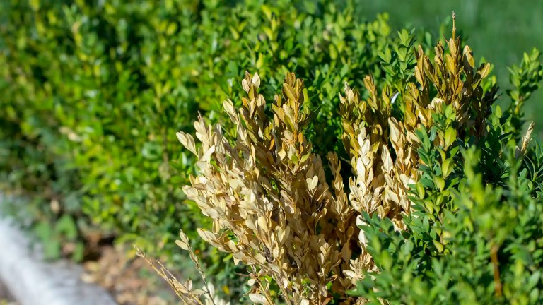 boxwood blight on shrubs in North Carolina by Lawn Panther